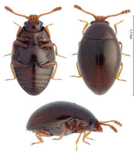 Ootypus globosus